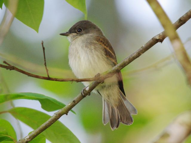 Eastern Phoebe